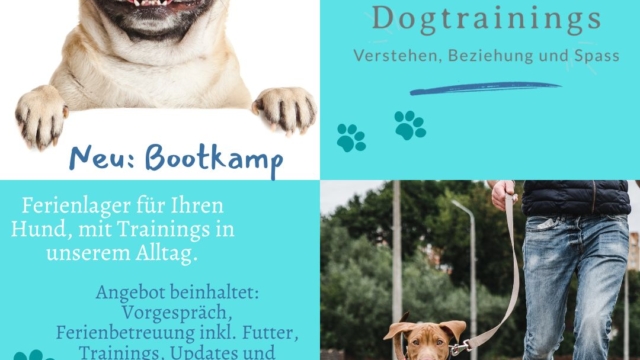 Hunde Bootkamp – Trainingsferien für Ihren Hund