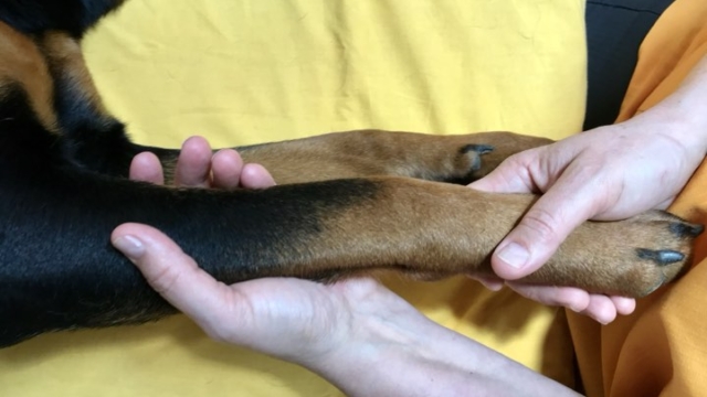 Massage am Hund inkl. einer Ganganalyse