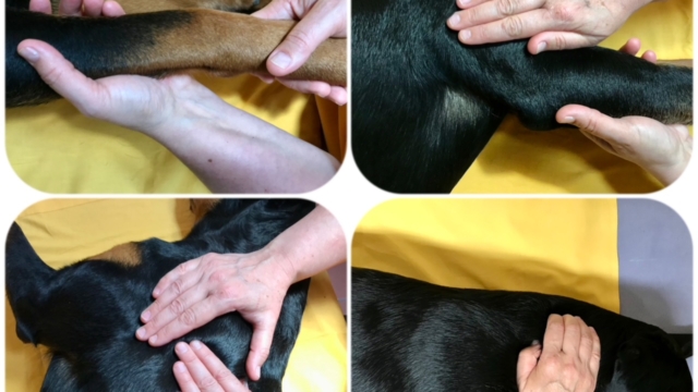 Hunde Massage Kurs